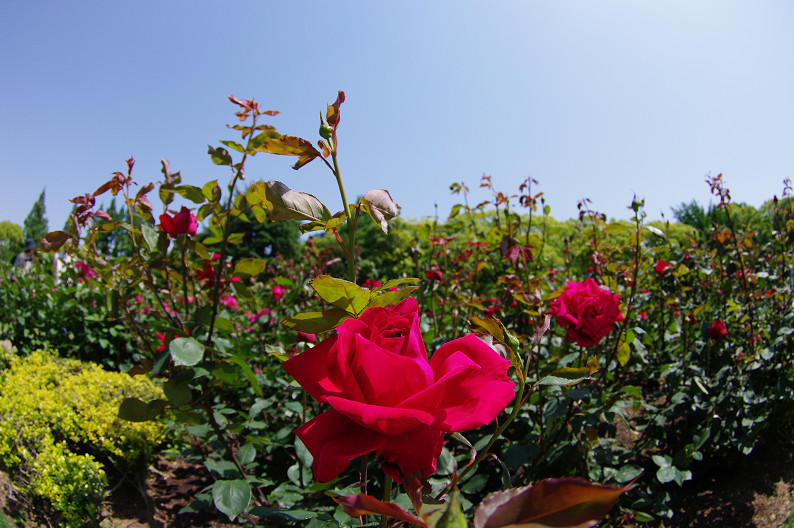 大阪 靱(うつぼ)公園の薔薇... ~前編~_f0152550_22182518.jpg