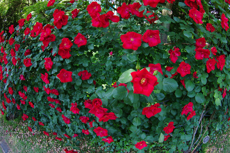 大阪 靱(うつぼ)公園の薔薇... ~前編~_f0152550_22183944.jpg