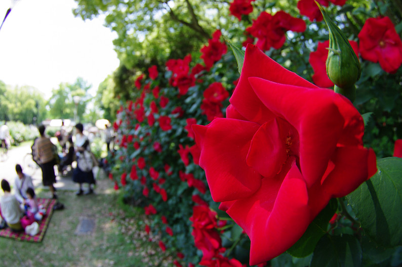 大阪 靱(うつぼ)公園の薔薇... ~前編~_f0152550_22184660.jpg