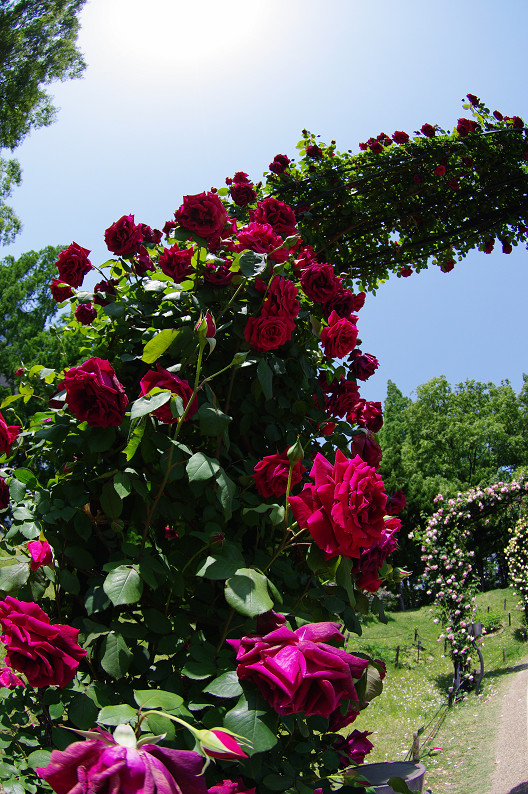 大阪 靱(うつぼ)公園の薔薇... ~前編~_f0152550_2218632.jpg