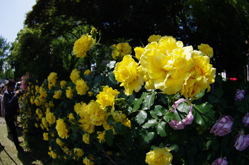大阪 靱(うつぼ)公園の薔薇... ~前編~_f0152550_22191455.jpg