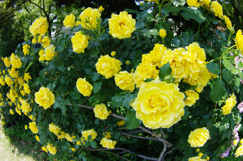 大阪 靱(うつぼ)公園の薔薇... ~前編~_f0152550_22192159.jpg