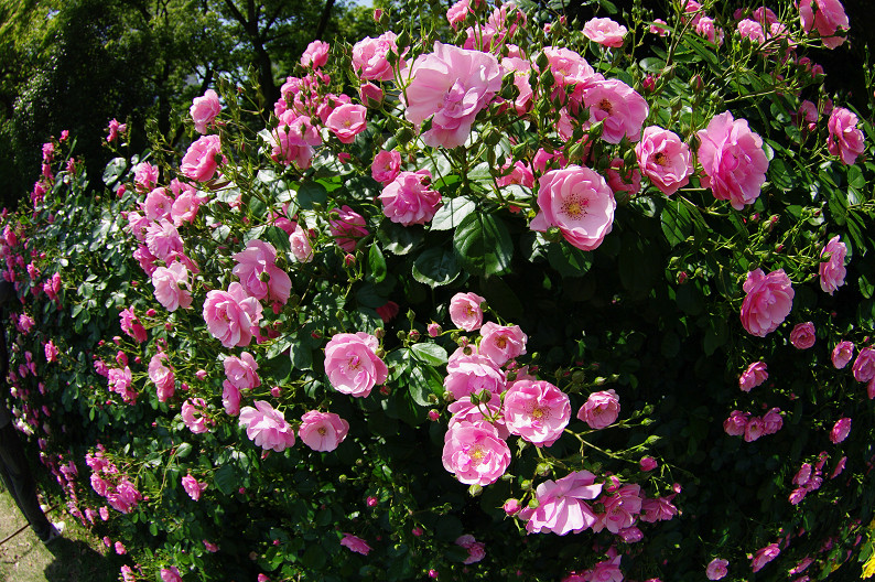 大阪 靱(うつぼ)公園の薔薇... ~前編~_f0152550_22193036.jpg