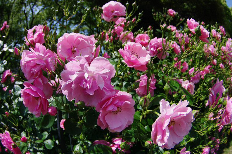 大阪 靱(うつぼ)公園の薔薇... ~前編~_f0152550_22193878.jpg