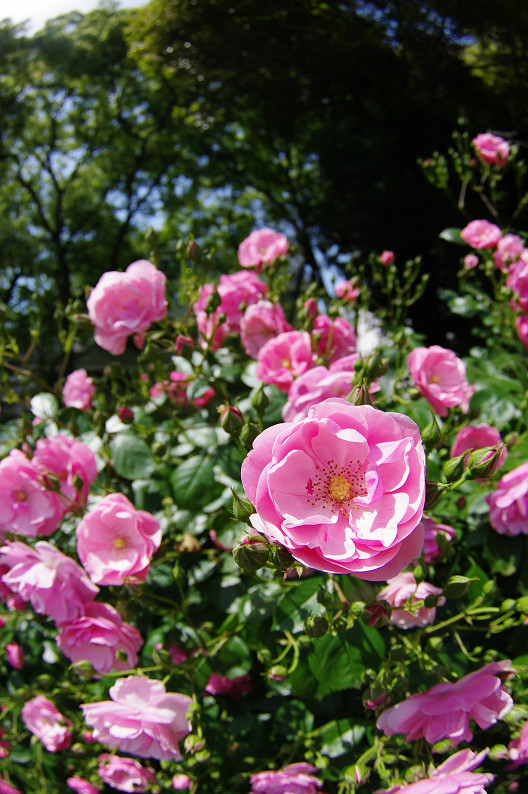 大阪 靱(うつぼ)公園の薔薇... ~前編~_f0152550_22194461.jpg