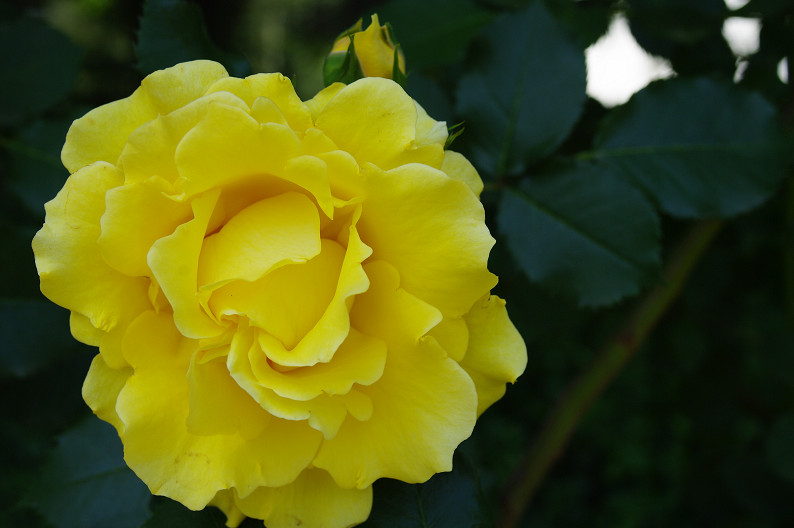 大阪 靱(うつぼ)公園の薔薇... ~前編~_f0152550_22195169.jpg