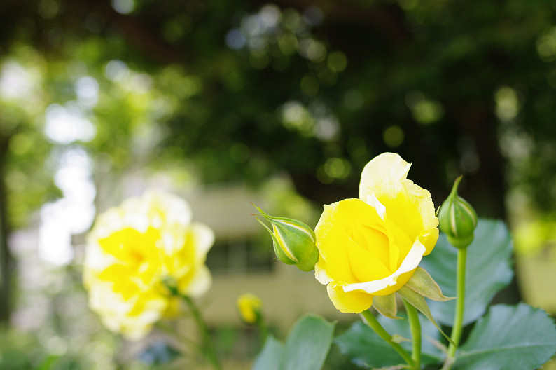 大阪 靱(うつぼ)公園の薔薇... ~前編~_f0152550_2219581.jpg