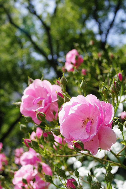 大阪 靱(うつぼ)公園の薔薇... ~前編~_f0152550_22201313.jpg