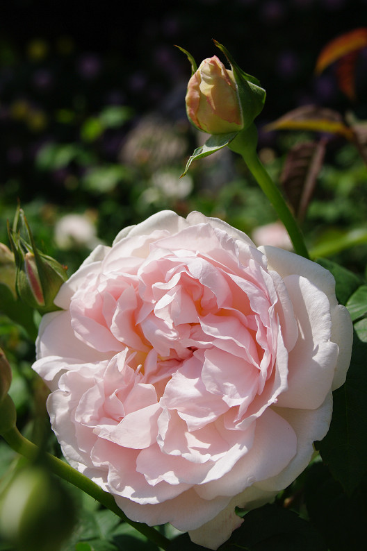 大阪 靱(うつぼ)公園の薔薇... ~前編~_f0152550_2220201.jpg