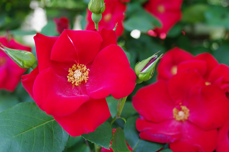 大阪 靱(うつぼ)公園の薔薇... ~前編~_f0152550_22202724.jpg