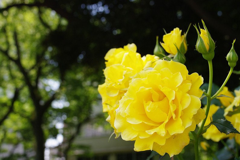 大阪 靱(うつぼ)公園の薔薇... ~前編~_f0152550_2220540.jpg