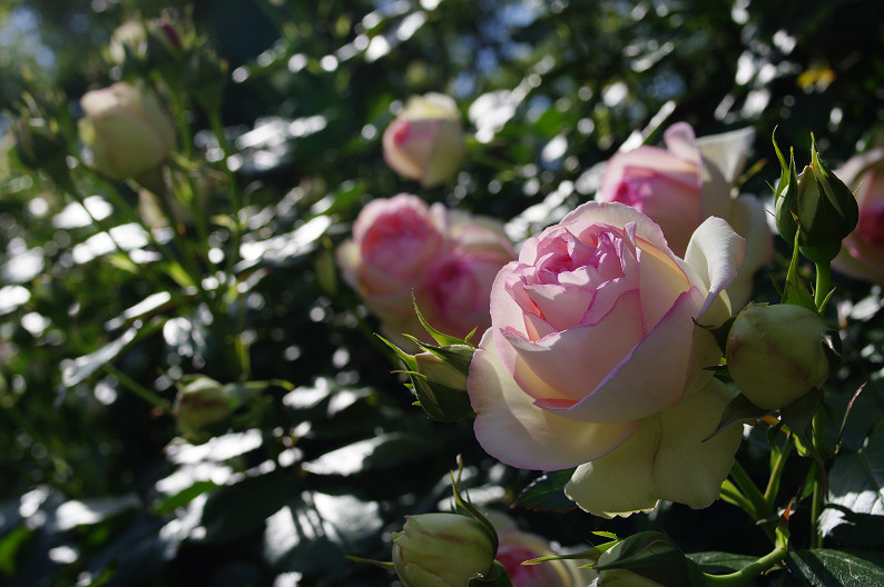 大阪 靱(うつぼ)公園の薔薇... ~前編~_f0152550_22205660.jpg