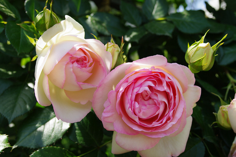 大阪 靱(うつぼ)公園の薔薇... ~前編~_f0152550_22211051.jpg