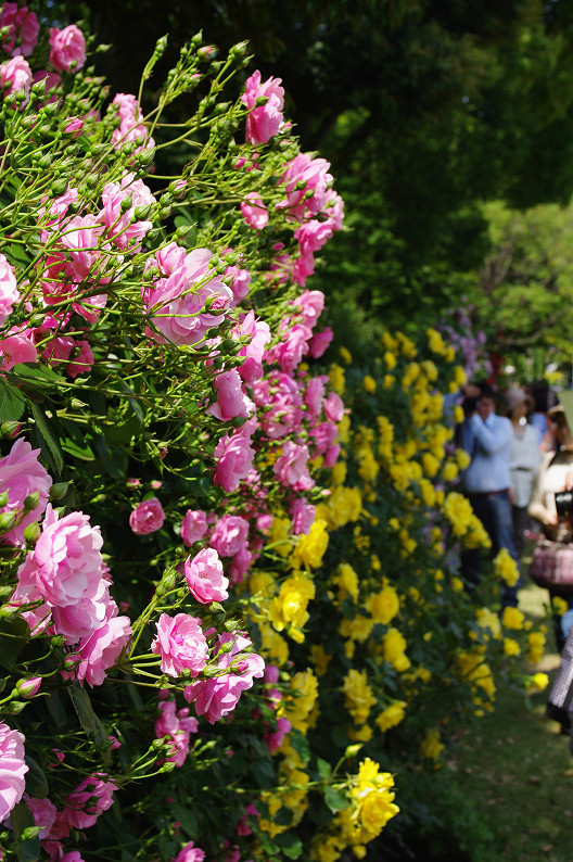 大阪 靱(うつぼ)公園の薔薇... ~前編~_f0152550_22212118.jpg