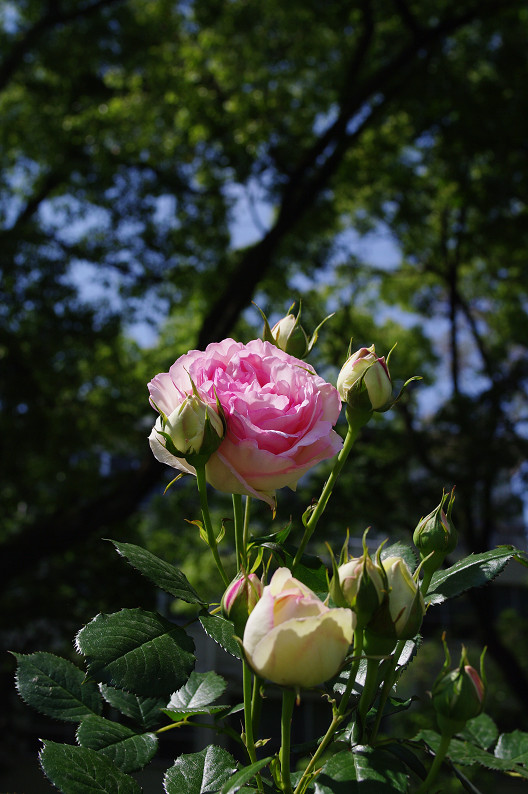大阪 靱(うつぼ)公園の薔薇... ~前編~_f0152550_222124.jpg