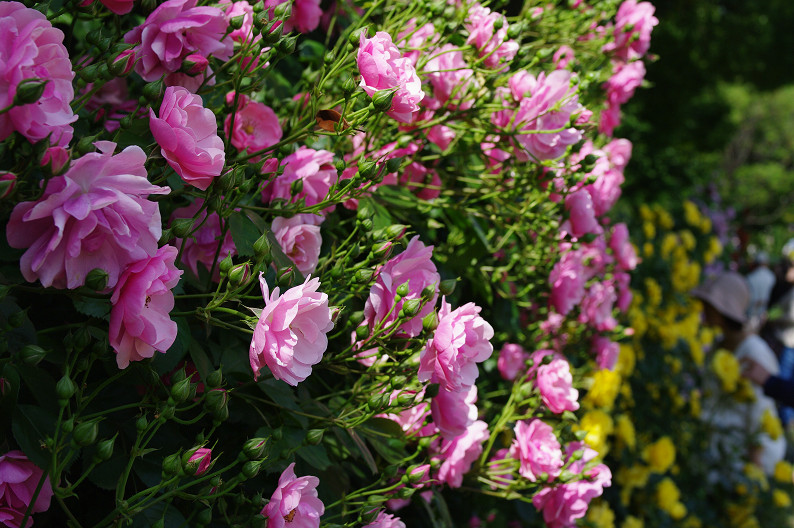 大阪 靱(うつぼ)公園の薔薇... ~前編~_f0152550_22213028.jpg
