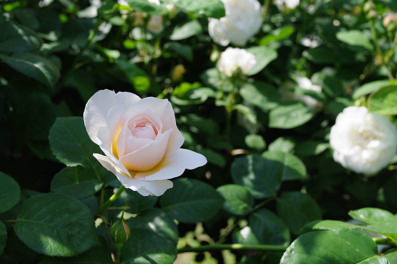 大阪 靱(うつぼ)公園の薔薇... ~前編~_f0152550_22214345.jpg