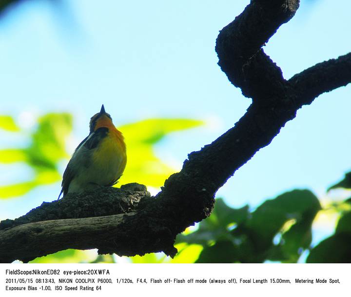 2011.5.15(1) 秋ヶ瀬公園・ピクニックの森_c0062451_1723732.jpg