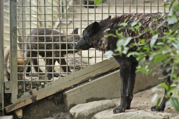 昼下がりのオオカミっ仔_d0227252_1722587.jpg