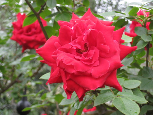 庭に真っ赤なバラが・・・_b0115553_9125179.jpg