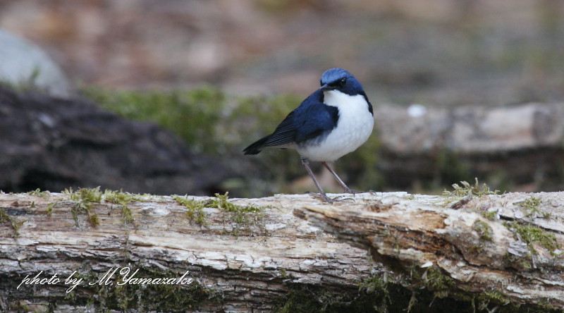 青い鳥　コルリ_c0217255_181042100.jpg