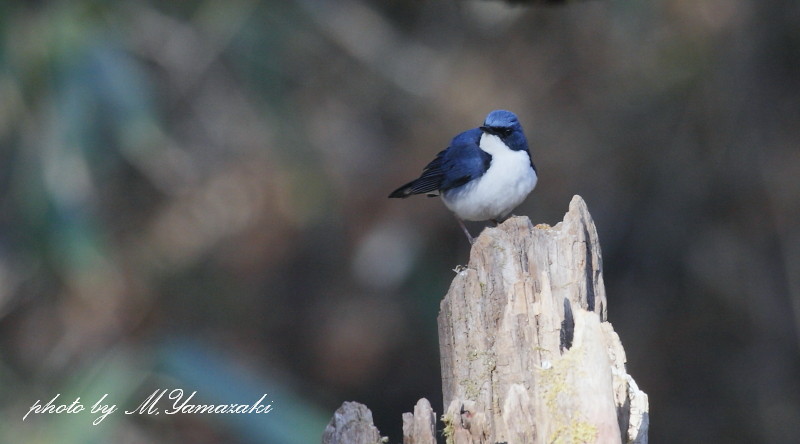 青い鳥　コルリ_c0217255_18123771.jpg