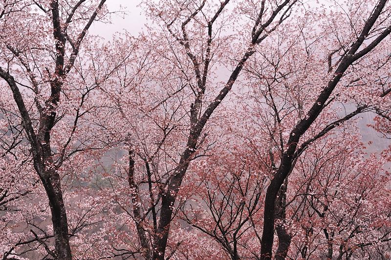 曽爾村　屏風岩と桜　（２）_f0067667_6411967.jpg