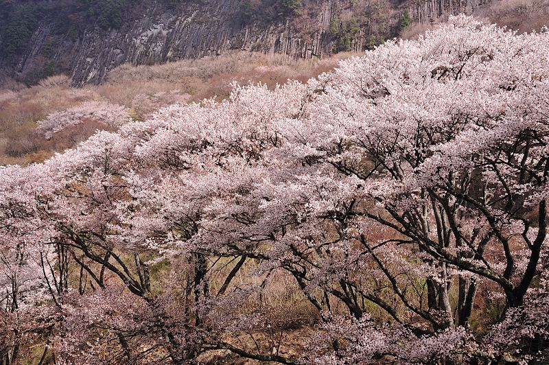 曽爾村　屏風岩と桜　（２）_f0067667_643546.jpg