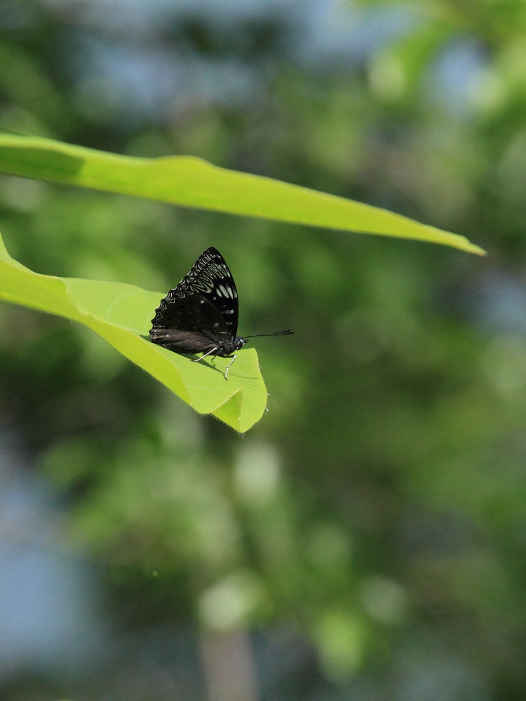 スミナガシ　　テリ張りだらけ。　　2011.5.14群馬県_a0146869_5561261.jpg