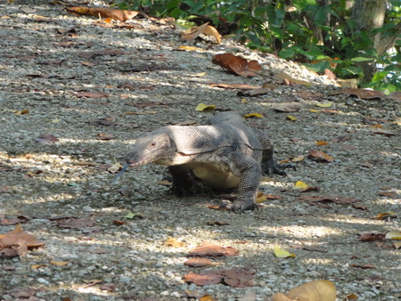 Sungei Buloh Wetland Reserve _a0002177_1594113.jpg