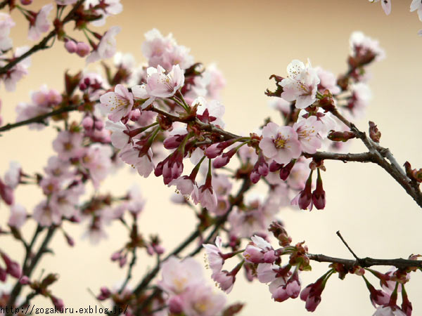 フランス語 七部咲きの桜 Mercredi 18 Mai ほかの国のコトバ ８言語つまみぐい