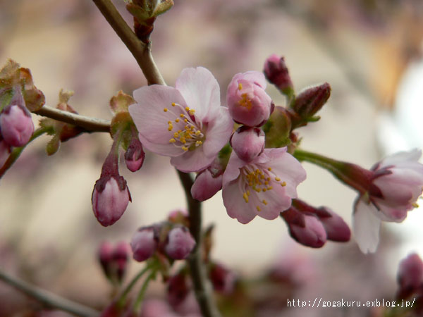 フランス語 七部咲きの桜 Mercredi 18 Mai ほかの国のコトバ ８言語つまみぐい