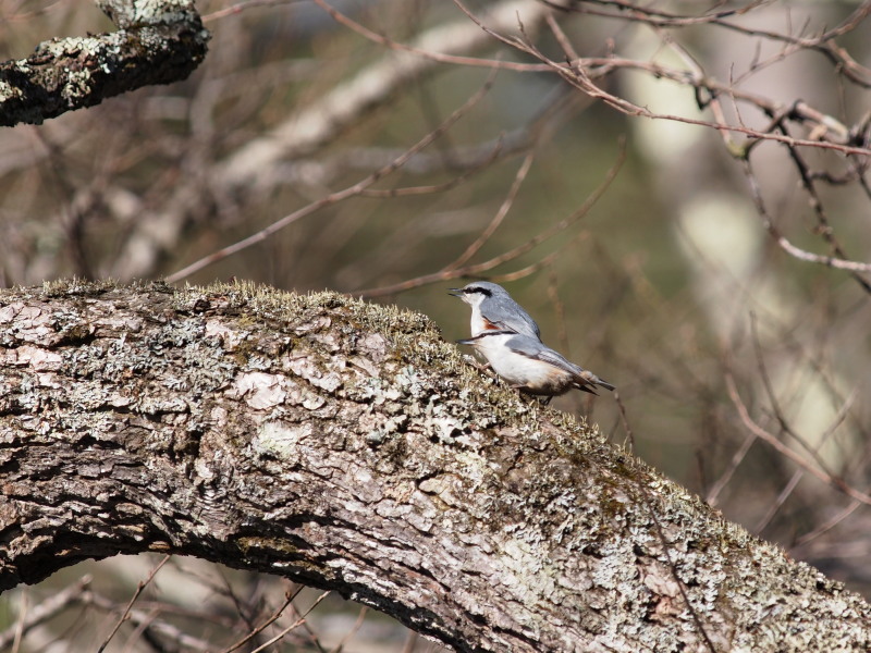 樹肌を走るゴジュウカラ_f0055184_20294157.jpg