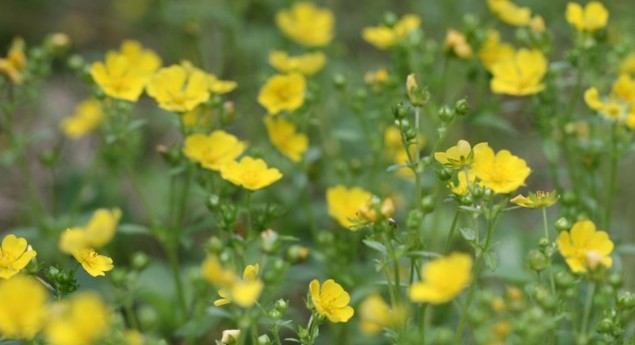 庭の黄色い草花たち 寧楽悠々自然流 庭の黄色い草花たち 寧楽悠々自然流