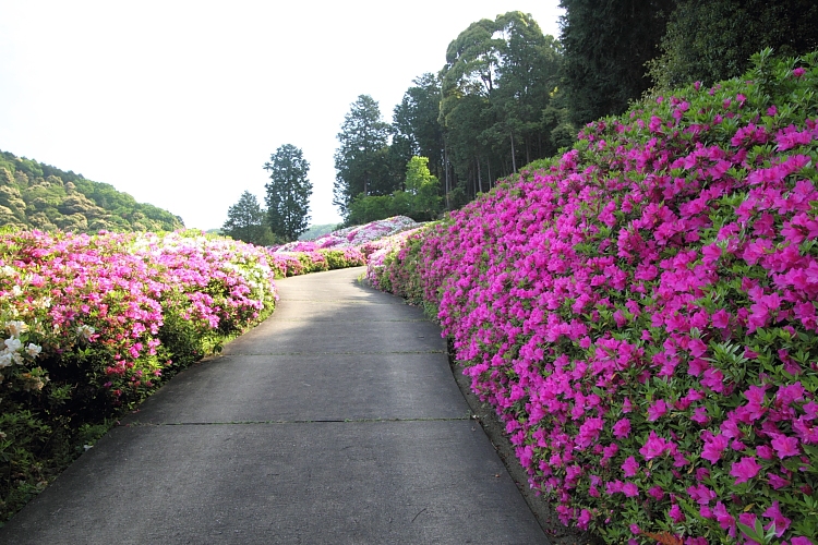 三室戸寺_e0051888_4324817.jpg