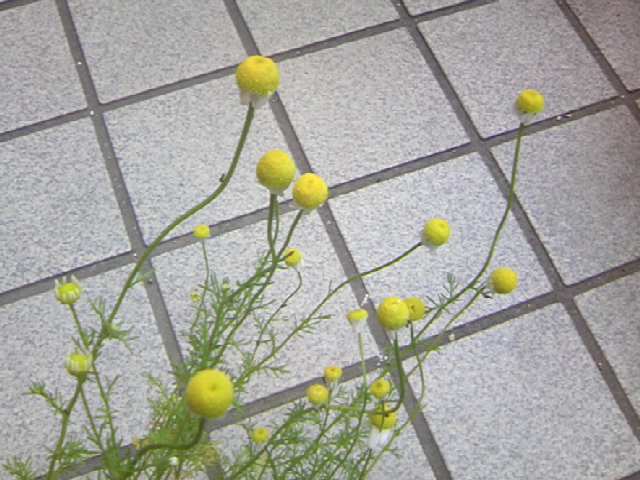 b0135992_13373724.jpg