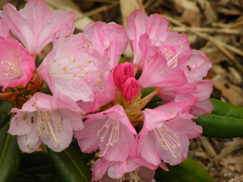 花満載、展望抜群、こんごも行こう、金剛山　2011/05/07（土）　晴一時曇　７名 _c0134193_2149539.jpg