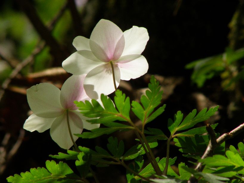 花満載、展望抜群、こんごも行こう、金剛山　2011/05/07（土）　晴一時曇　７名 _c0134193_21512950.jpg