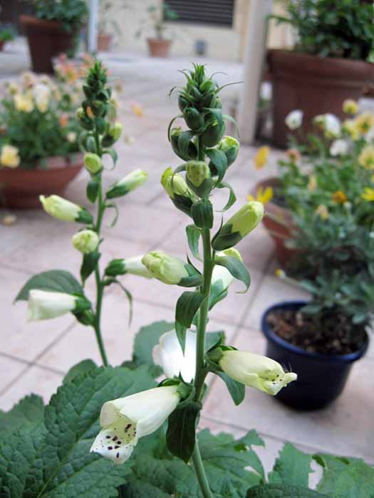 digitalis_e0016894_23281923.jpg