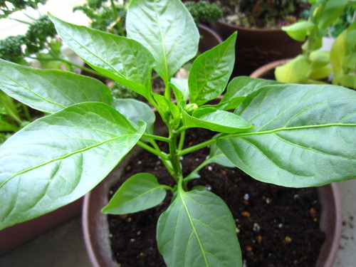 ベランダ野菜_f0204295_16252147.jpg