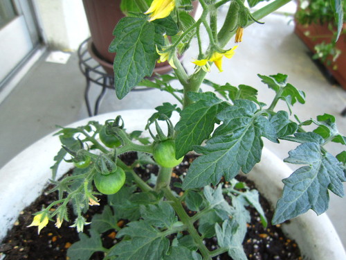 ベランダ野菜_f0204295_1630292.jpg