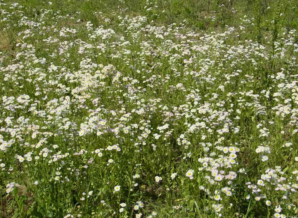 5月の雑草 2 自然観察大学ブログ