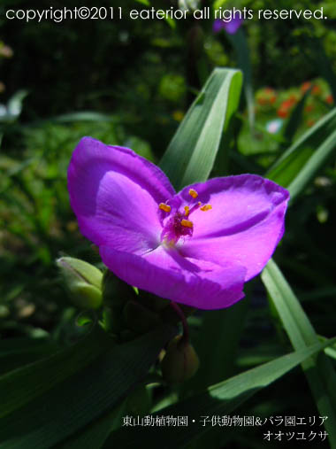 『もうすぐブルーベリーも･･･♪』 東山動植物園vol.45_b0142197_12175249.jpg