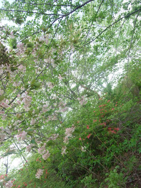 c0183801_12451359.jpg