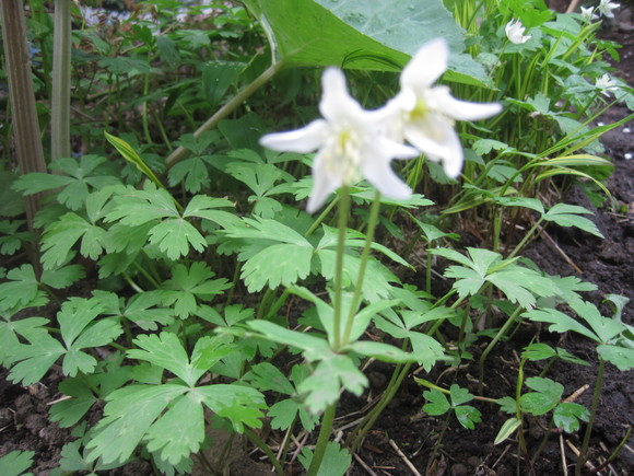 八重桜が開花・・・_f0202703_11424344.jpg