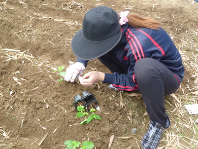 第4回　門川教室　農業実習　～苗植え～_c0200506_1524353.jpg