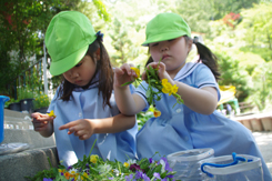 お花絵の具 ５月１９日 木 陽だまりの小窓 菊の花幼稚園保育のようす