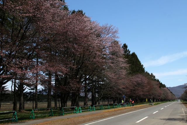 　静内桜祭り_b0061108_20232454.jpg