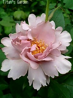 Rosa \'Couture Rose Tilia\'_b0099813_125297.jpg