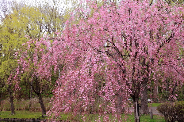 枝垂桜　～月寒公園～_e0219214_17291793.jpg